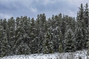 snow trees